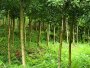 3--6公分高杆实生杨梅