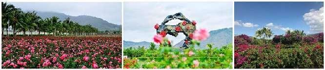 玫瑰谷
