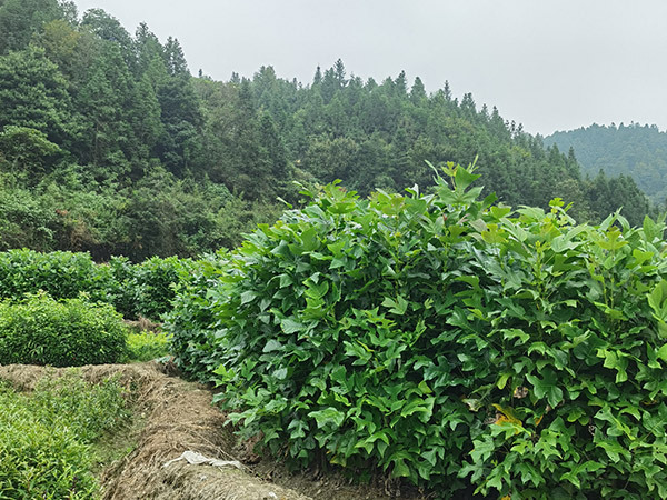 地径0.8－3cm马挂木