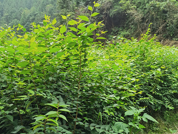 地径0.5－1.2cm榉木小苗