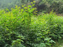 地径0.5－1.2cm榉木小苗