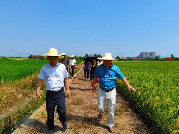 洞庭高科：岳陽市農(nóng)業(yè)農(nóng)村局領(lǐng)導(dǎo)調(diào)研洞庭高科示范田