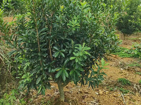 稼接杨梅树各种规格