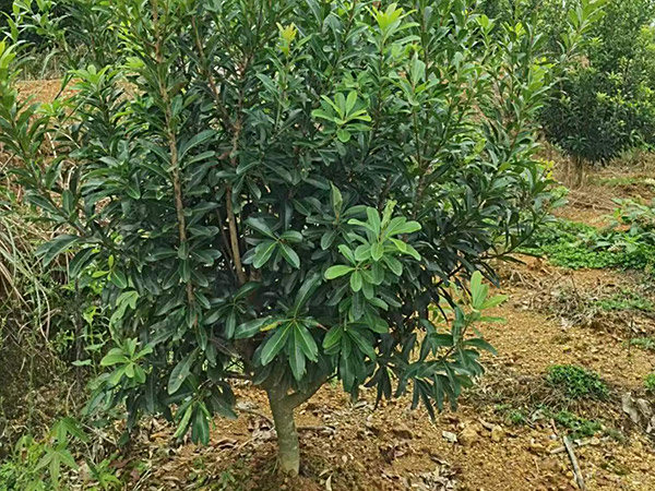 稼接杨梅树各种规格