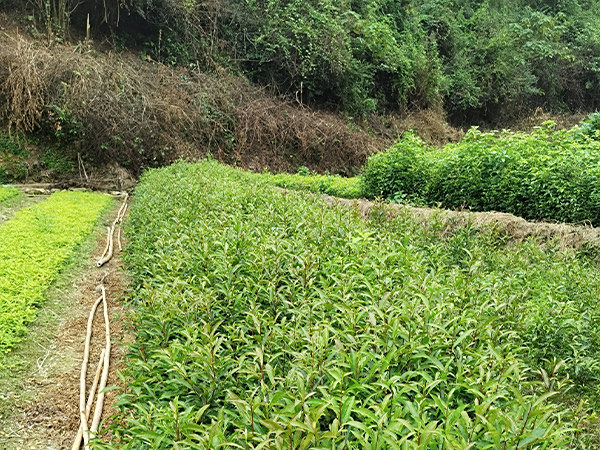 杜英形态特征