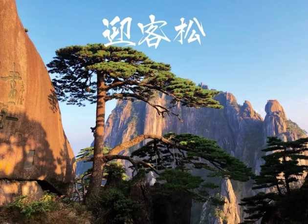 迎客松