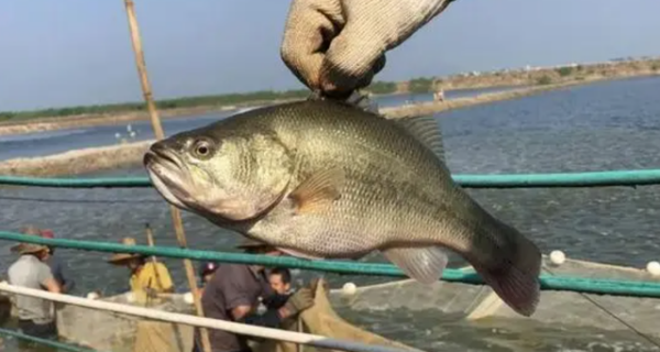 鲈鱼出血有猛招