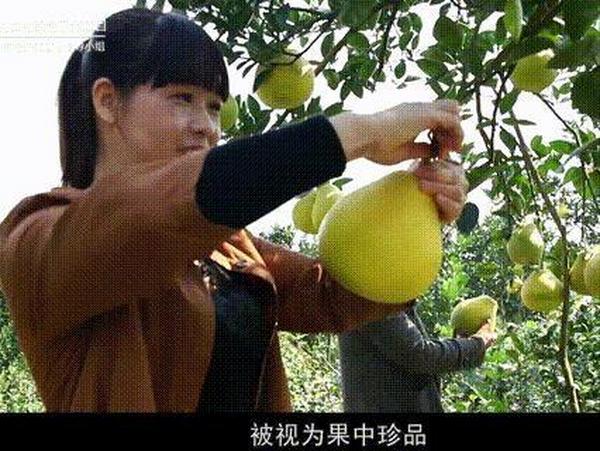 邵阳红特色农产品福林香柚开园文化节——纪念袁隆平院士为福林香柚题词三周年