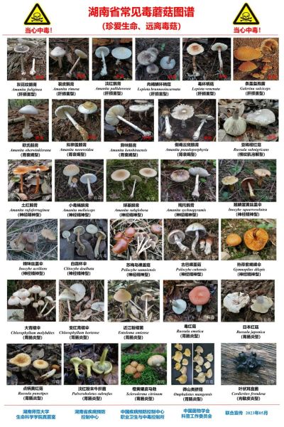 湖南首次发布野生蘑菇中毒诊疗规范