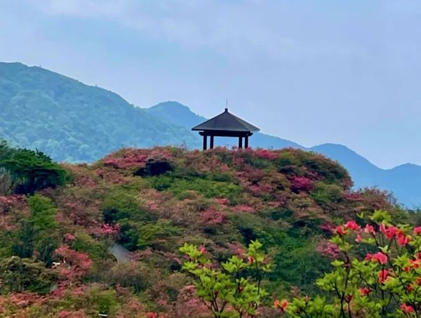 同心聚力，共赴浪漫花海 (7)