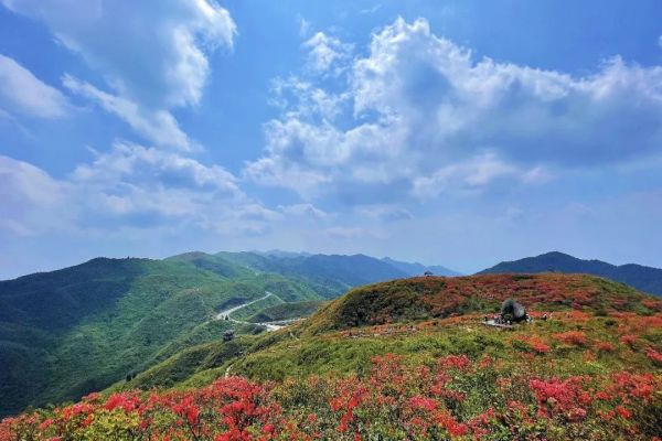 同心聚力，共赴浪漫花海 (6)