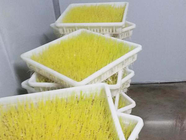 麦芽糖成品