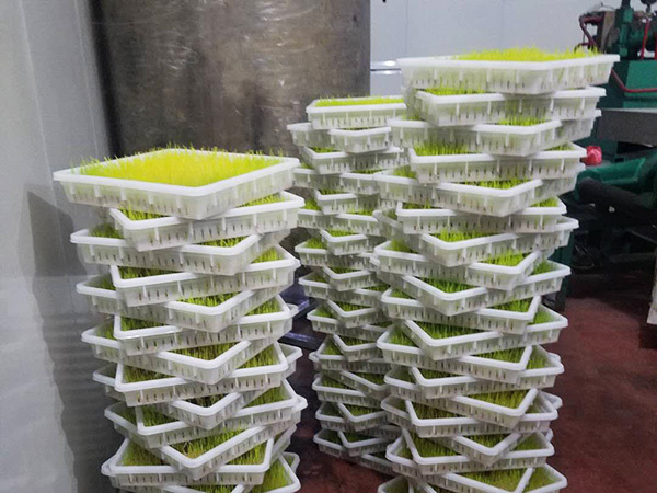 麦芽糖成品