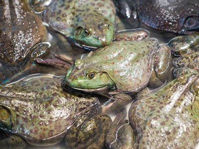 月亮河生物科技甲鱼,月亮河生物科技蛙,月亮河生物科技虾,月亮河生物科技小龙虾,湖南月亮河生物科技有限公司