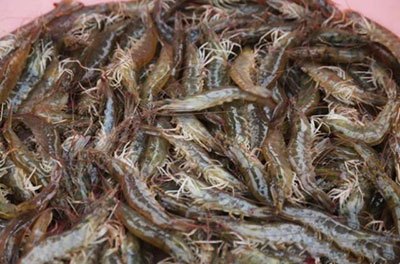 月亮河生物科技甲鱼,月亮河生物科技蛙,月亮河生物科技虾,月亮河生物科技小龙虾,湖南月亮河生物科技有限公司