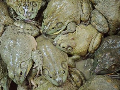 月亮河生物科技甲鱼,月亮河生物科技蛙,月亮河生物科技虾,月亮河生物科技小龙虾,湖南月亮河生物科技有限公司