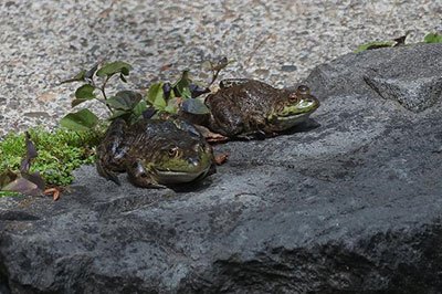 月亮河生物科技甲鱼,月亮河生物科技蛙,月亮河生物科技虾,月亮河生物科技小龙虾,湖南月亮河生物科技有限公司