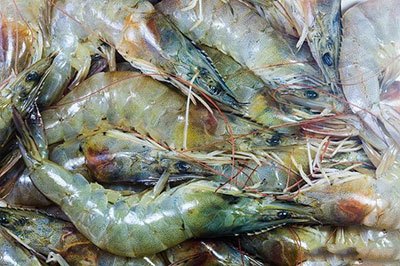 月亮河生物科技甲鱼,月亮河生物科技蛙,月亮河生物科技虾,月亮河生物科技小龙虾,湖南月亮河生物科技有限公司
