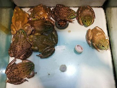 月亮河生物科技甲鱼,月亮河生物科技蛙,月亮河生物科技虾,月亮河生物科技小龙虾,湖南月亮河生物科技有限公司