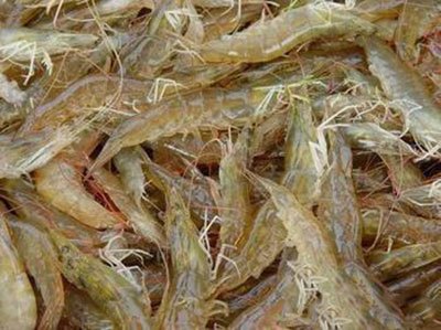 月亮河生物科技甲鱼,月亮河生物科技蛙,月亮河生物科技虾,月亮河生物科技小龙虾,湖南月亮河生物科技有限公司