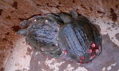 月亮河生物科技甲鱼,月亮河生物科技蛙,月亮河生物科技虾,月亮河生物科技小龙虾,湖南月亮河生物科技有限公司