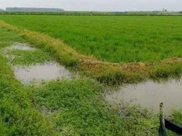 复合EM菌在虾上的应用及瘟病解决方案