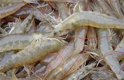 月亮河生物科技甲鱼,月亮河生物科技蛙,月亮河生物科技虾,月亮河生物科技小龙虾,湖南月亮河生物科技有限公司