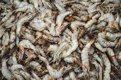 月亮河生物科技甲鱼,月亮河生物科技蛙,月亮河生物科技虾,月亮河生物科技小龙虾,湖南月亮河生物科技有限公司