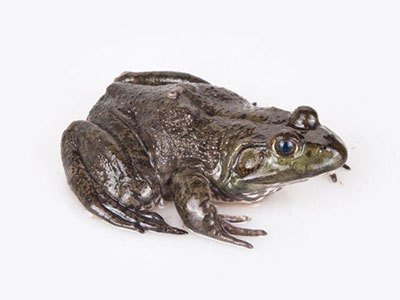 月亮河生物科技甲鱼,月亮河生物科技蛙,月亮河生物科技虾,月亮河生物科技小龙虾,湖南月亮河生物科技有限公司