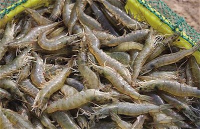 月亮河生物科技甲鱼,月亮河生物科技蛙,月亮河生物科技虾,月亮河生物科技小龙虾,湖南月亮河生物科技有限公司