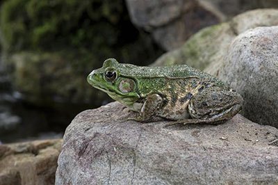 月亮河生物科技甲鱼,月亮河生物科技蛙,月亮河生物科技虾,月亮河生物科技小龙虾,湖南月亮河生物科技有限公司