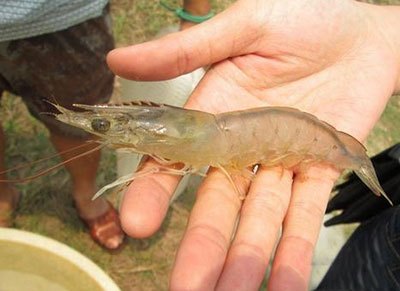 月亮河生物科技甲鱼,月亮河生物科技蛙,月亮河生物科技虾,月亮河生物科技小龙虾,湖南月亮河生物科技有限公司