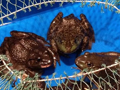 月亮河生物科技甲鱼,月亮河生物科技蛙,月亮河生物科技虾,月亮河生物科技小龙虾,湖南月亮河生物科技有限公司