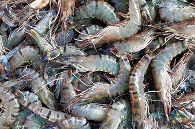 月亮河生物科技甲鱼,月亮河生物科技蛙,月亮河生物科技虾,月亮河生物科技小龙虾,湖南月亮河生物科技有限公司