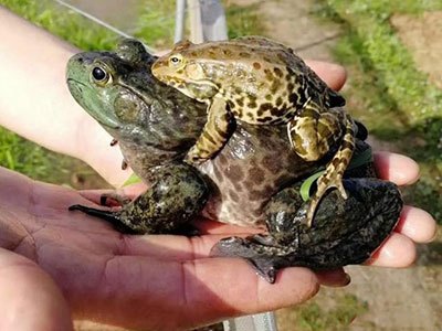 月亮河生物科技甲鱼,月亮河生物科技蛙,月亮河生物科技虾,月亮河生物科技小龙虾,湖南月亮河生物科技有限公司