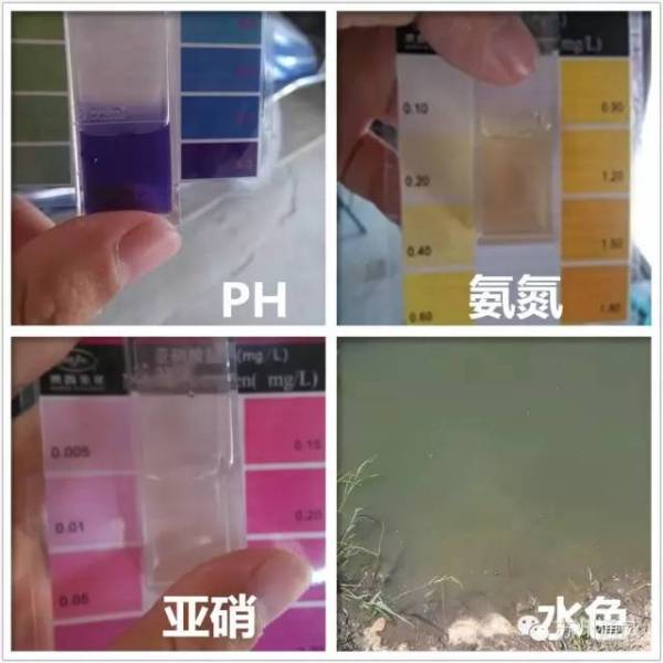 光合细菌在水产养殖中的应用