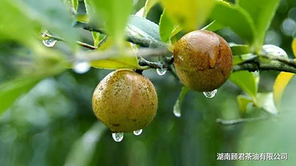 真正的山茶籽油是什么样的？