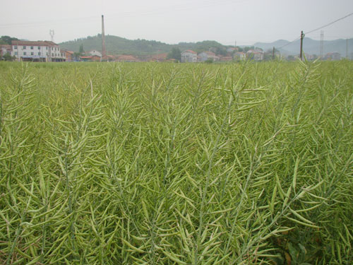 油菜示范
