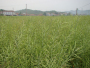 油菜示范