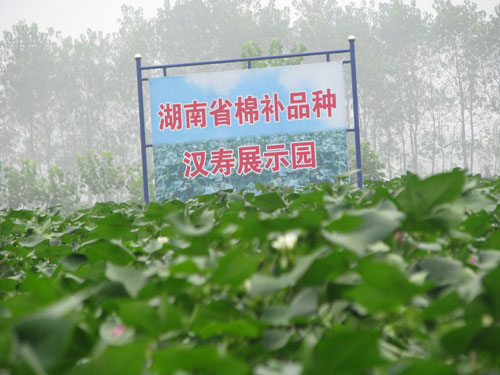 棉花良种补贴展示