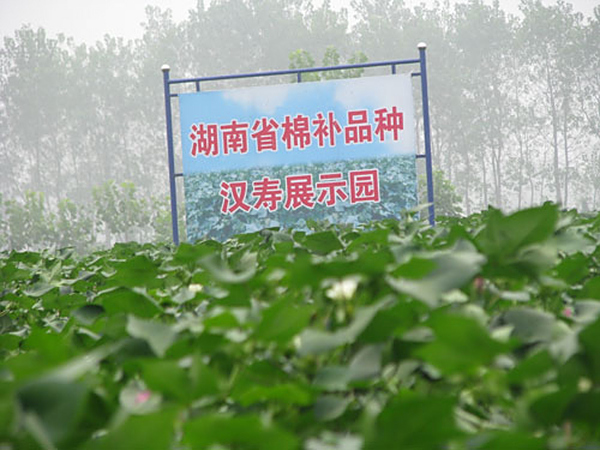 棉花良种补贴展示