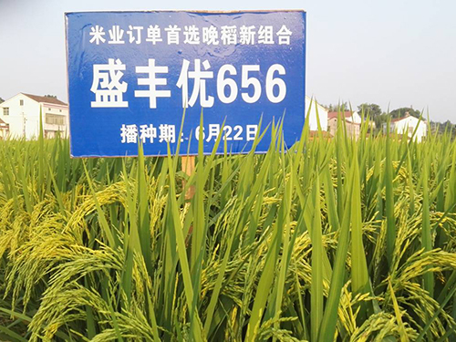 棉花制种