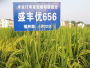 盛丰优656