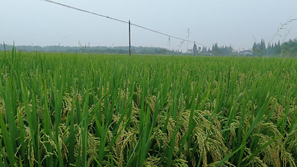 科研农业基地