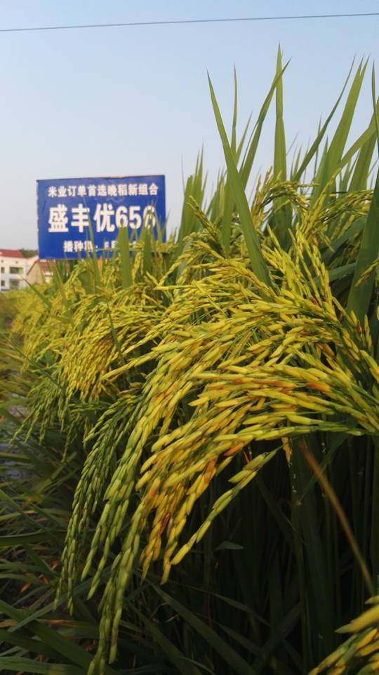 岳阳市金穗作物研究所,岳阳农作物品种的选育与改良,农作物新品种引进