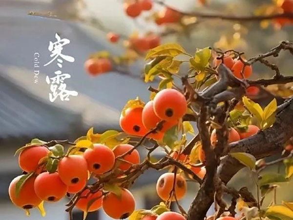 寒露至，秋風(fēng)起，余熱回收暖意濃！