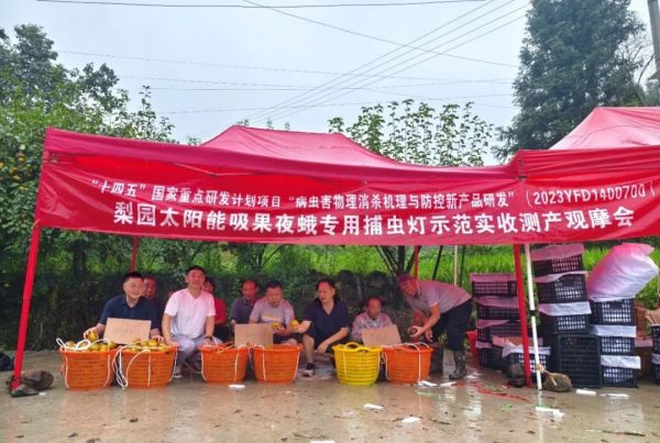 本业公司牵头“十四五”国家重点研发计划项目研发的产品—吸果夜蛾专用捕虫灯在中方县梨园大显身手
