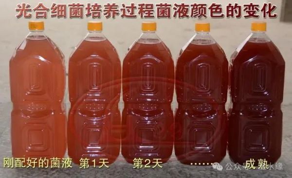 光合菌