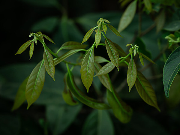 甜茶嫩芽 (1)