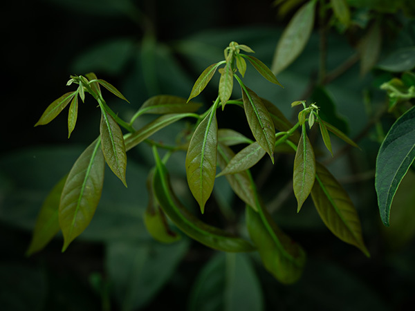 甜茶嫩芽